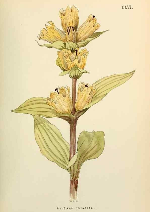 Reproducción/Reproduction 48591871977: Flowers of the Engadine.. Winchester,Printed for the Author by Warren and Son,1891.. 