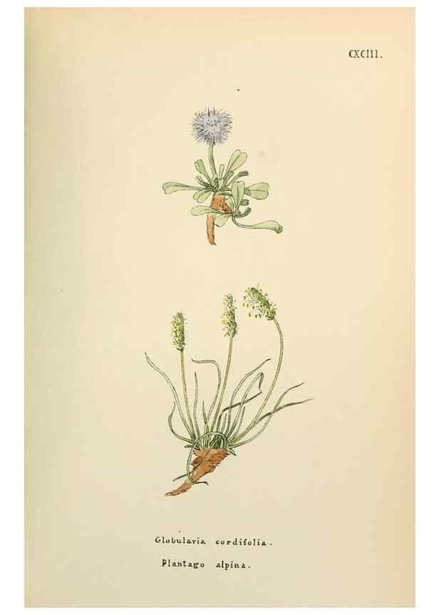 Reproducción/Reproduction 48591741926: Flowers of the Engadine.. Winchester,Printed for the Author by Warren and Son,1891.. 