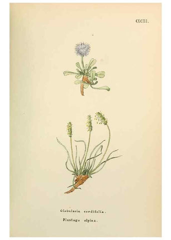 Reproducción/Reproduction 48591741926: Flowers of the Engadine.. Winchester,Printed for the Author by Warren and Son,1891.. 