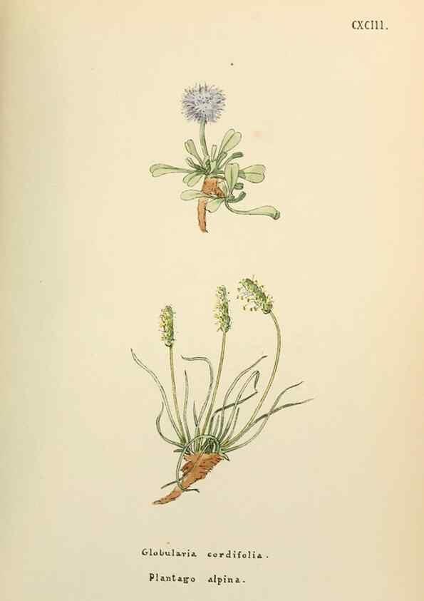 Reproducción/Reproduction 48591741926: Flowers of the Engadine.. Winchester,Printed for the Author by Warren and Son,1891.. 