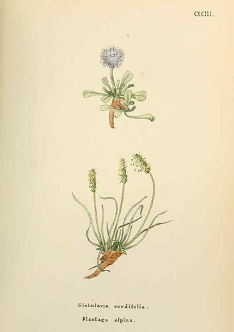 Reproducción/Reproduction 48591741926: Flowers of the Engadine.. Winchester,Printed for the Author by Warren and Son,1891.. 