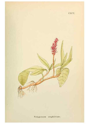 Reproducción/Reproduction 48591888227: Flowers of the Engadine.. Winchester,Printed for the Author by Warren and Son,1891.. 