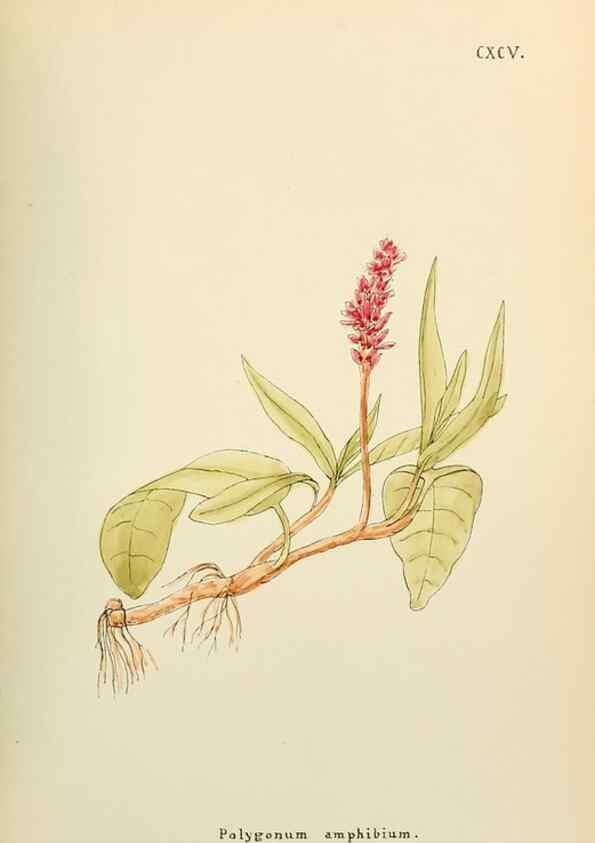 Reproducción/Reproduction 48591888227: Flowers of the Engadine.. Winchester,Printed for the Author by Warren and Son,1891.. 