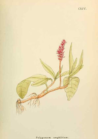 Reproducción/Reproduction 48591888227: Flowers of the Engadine.. Winchester,Printed for the Author by Warren and Son,1891.. 