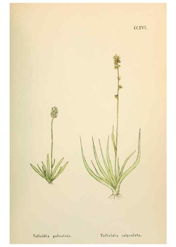Reproducción/Reproduction 48591897167: Flowers of the Engadine.. Winchester,Printed for the Author by Warren and Son,1891.. 