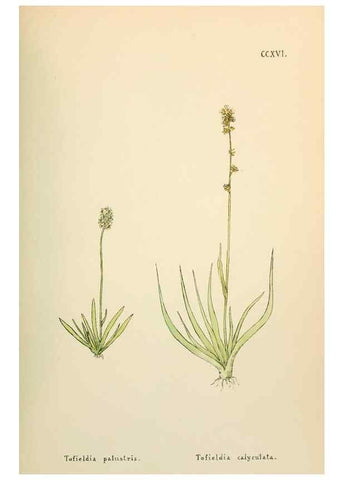 Reproducción/Reproduction 48591897167: Flowers of the Engadine.. Winchester,Printed for the Author by Warren and Son,1891.. 