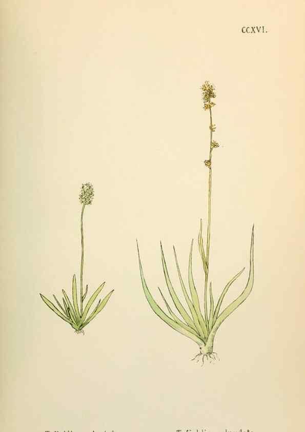 Reproducción/Reproduction 48591897167: Flowers of the Engadine.. Winchester,Printed for the Author by Warren and Son,1891.. 