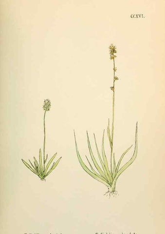 Reproducción/Reproduction 48591897167: Flowers of the Engadine.. Winchester,Printed for the Author by Warren and Son,1891.. 
