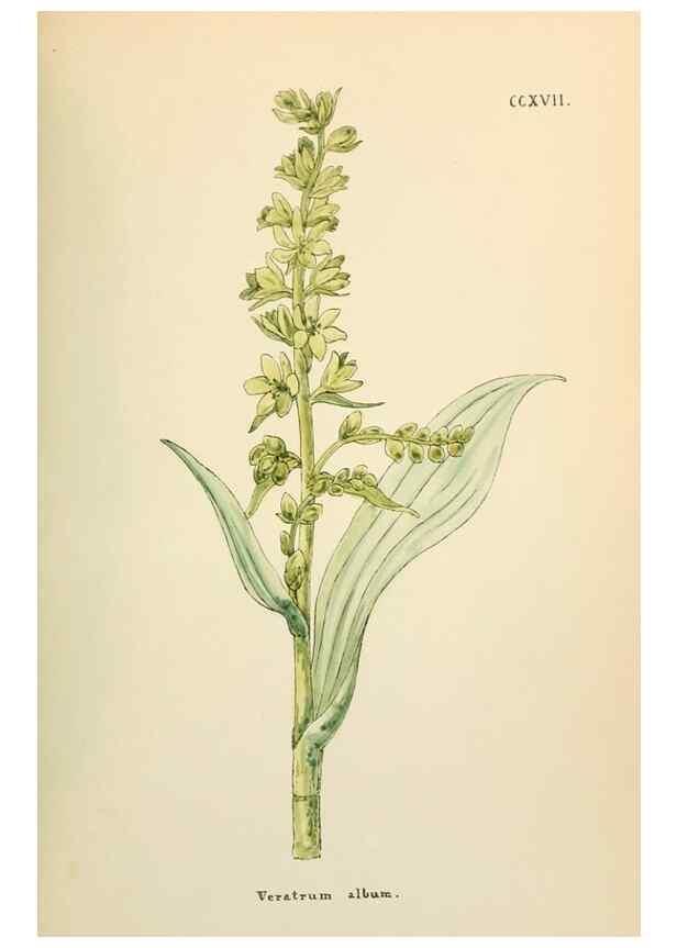 Reproducción/Reproduction 48591752201: Flowers of the Engadine.. Winchester,Printed for the Author by Warren and Son,1891.. 