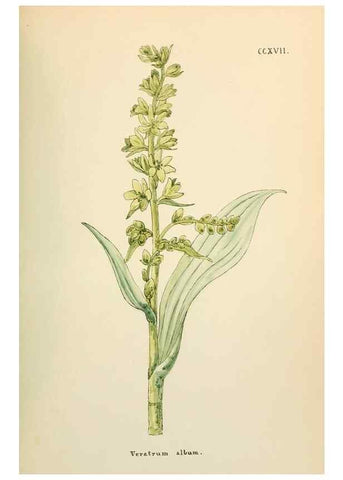 Reproducción/Reproduction 48591752201: Flowers of the Engadine.. Winchester,Printed for the Author by Warren and Son,1891.. 