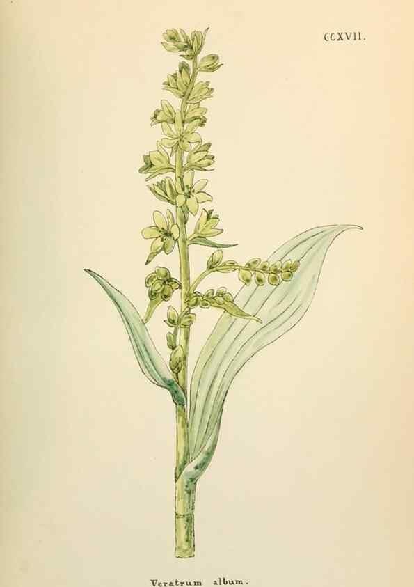 Reproducción/Reproduction 48591752201: Flowers of the Engadine.. Winchester,Printed for the Author by Warren and Son,1891.. 