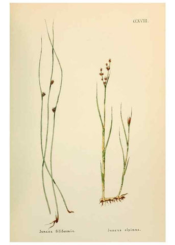 Reproducción/Reproduction 48591897962: Flowers of the Engadine.. Winchester,Printed for the Author by Warren and Son,1891.. 