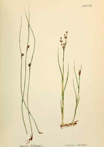 Reproducción/Reproduction 48591897962: Flowers of the Engadine.. Winchester,Printed for the Author by Warren and Son,1891.. 