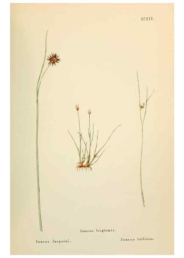 Reproducción/Reproduction 48591898262: Flowers of the Engadine.. Winchester,Printed for the Author by Warren and Son,1891.. 