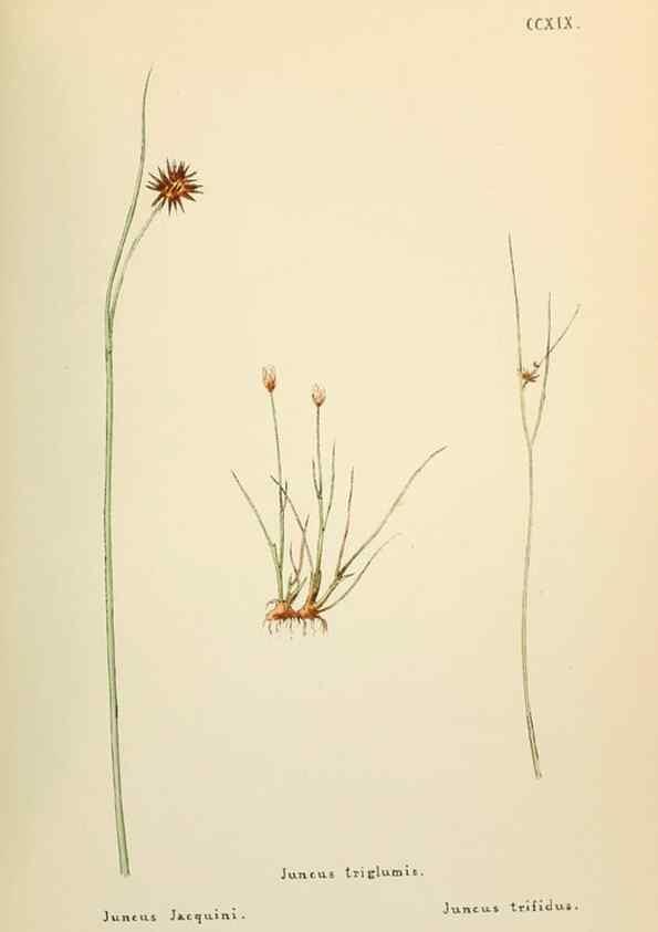 Reproducción/Reproduction 48591898262: Flowers of the Engadine.. Winchester,Printed for the Author by Warren and Son,1891.. 