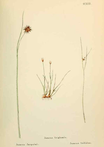 Reproducción/Reproduction 48591898262: Flowers of the Engadine.. Winchester,Printed for the Author by Warren and Son,1891.. 
