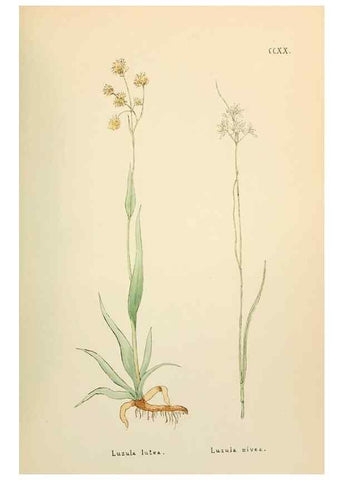 Reproducción/Reproduction 48591753231: Flowers of the Engadine.. Winchester,Printed for the Author by Warren and Son,1891.. 