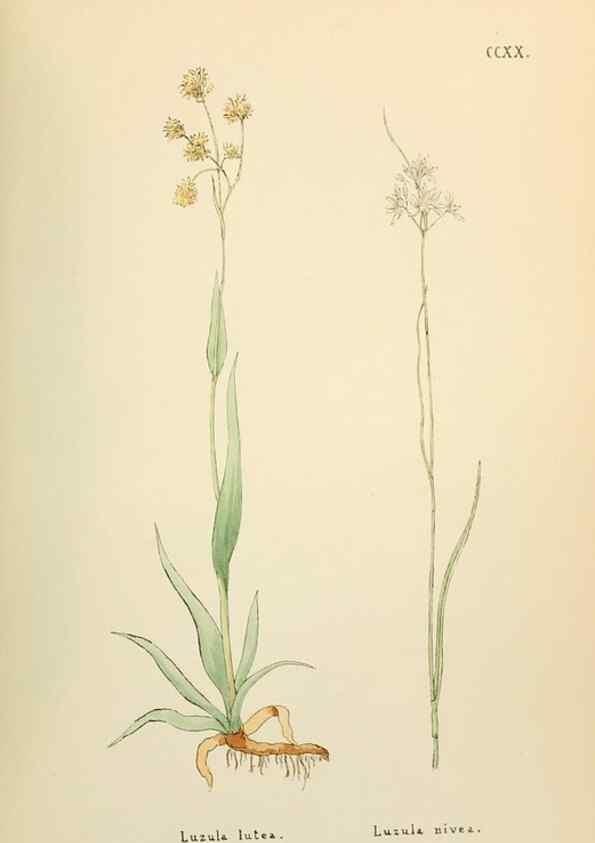 Reproducción/Reproduction 48591753231: Flowers of the Engadine.. Winchester,Printed for the Author by Warren and Son,1891.. 