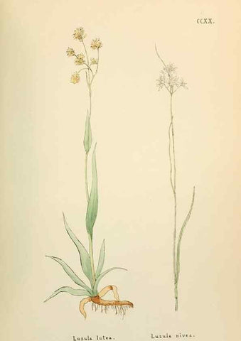 Reproducción/Reproduction 48591753231: Flowers of the Engadine.. Winchester,Printed for the Author by Warren and Son,1891.. 