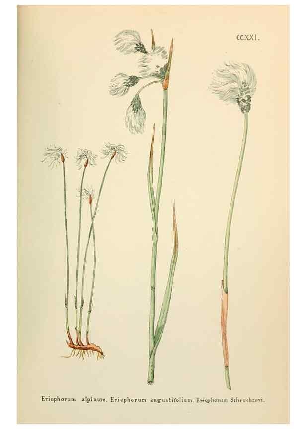 Reproducción/Reproduction 48591753576: Flowers of the Engadine.. Winchester,Printed for the Author by Warren and Son,1891.. 