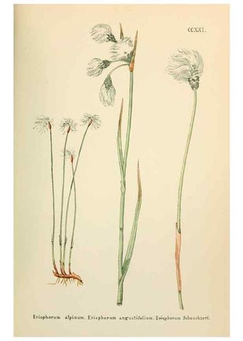 Reproducción/Reproduction 48591753576: Flowers of the Engadine.. Winchester,Printed for the Author by Warren and Son,1891.. 
