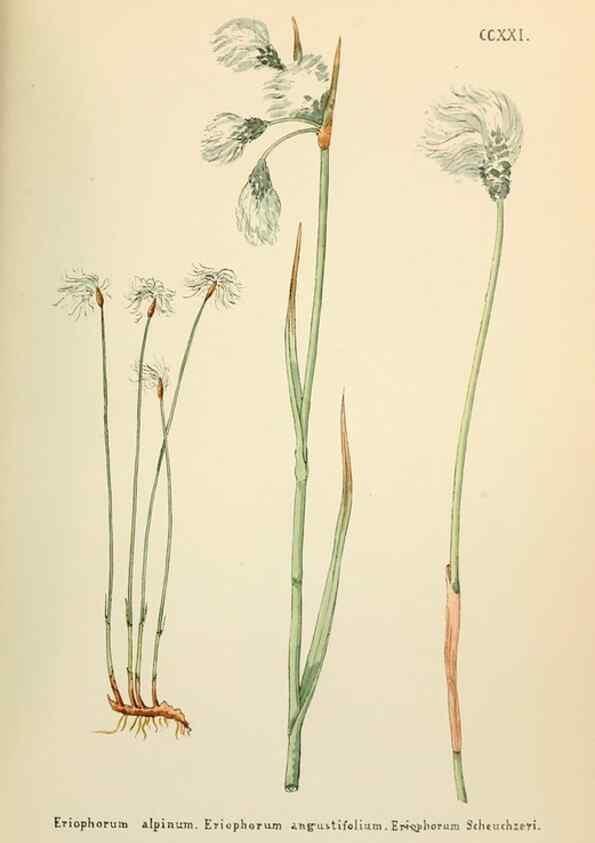 Reproducción/Reproduction 48591753576: Flowers of the Engadine.. Winchester,Printed for the Author by Warren and Son,1891.. 