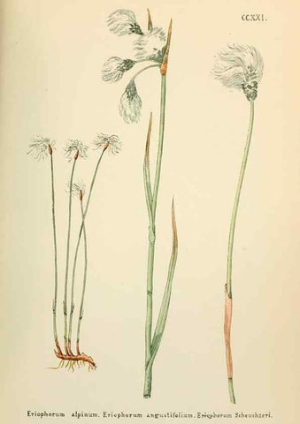 Reproducción/Reproduction 48591753576: Flowers of the Engadine.. Winchester,Printed for the Author by Warren and Son,1891.. 
