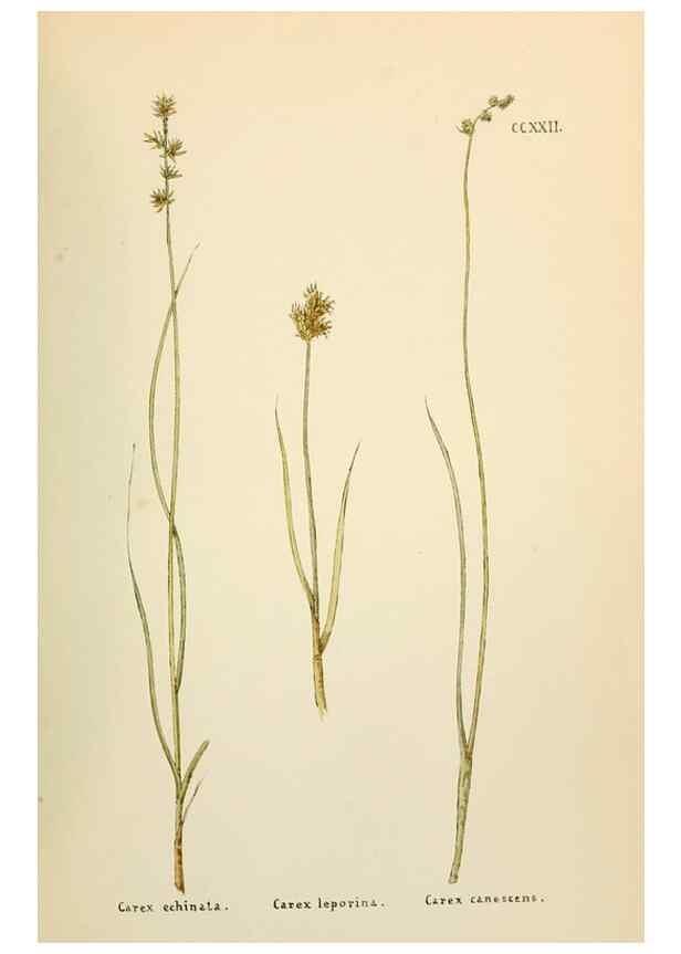 Reproducción/Reproduction 48591899552: Flowers of the Engadine.. Winchester,Printed for the Author by Warren and Son,1891.. 