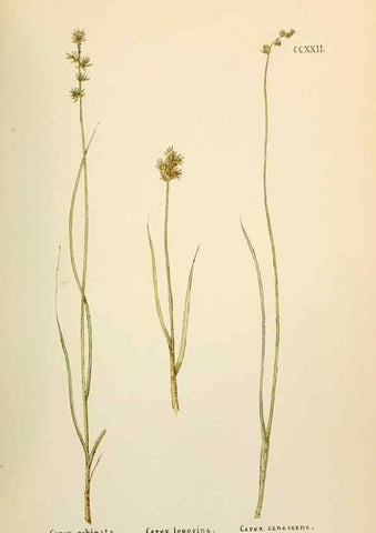 Reproducción/Reproduction 48591899552: Flowers of the Engadine.. Winchester,Printed for the Author by Warren and Son,1891.. 