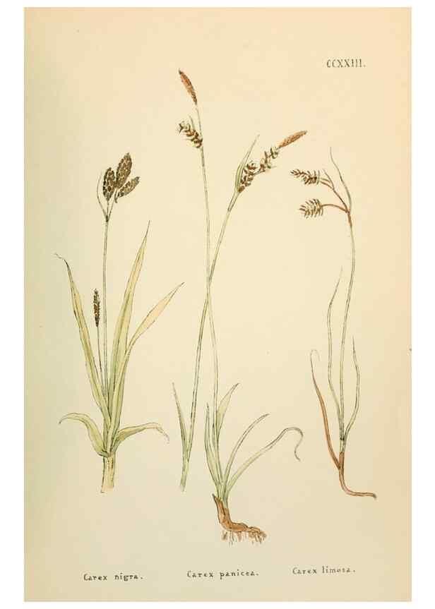Reproducción/Reproduction 48591754411: Flowers of the Engadine.. Winchester,Printed for the Author by Warren and Son,1891.. 