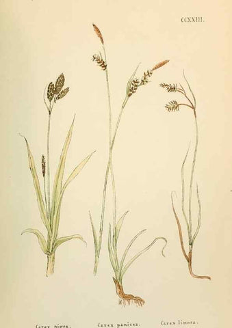 Reproducción/Reproduction 48591754411: Flowers of the Engadine.. Winchester,Printed for the Author by Warren and Son,1891.. 