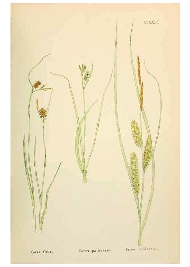 Reproducción/Reproduction 48591900322: Flowers of the Engadine.. Winchester,Printed for the Author by Warren and Son,1891.. 