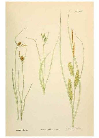 Reproducción/Reproduction 48591900322: Flowers of the Engadine.. Winchester,Printed for the Author by Warren and Son,1891.. 