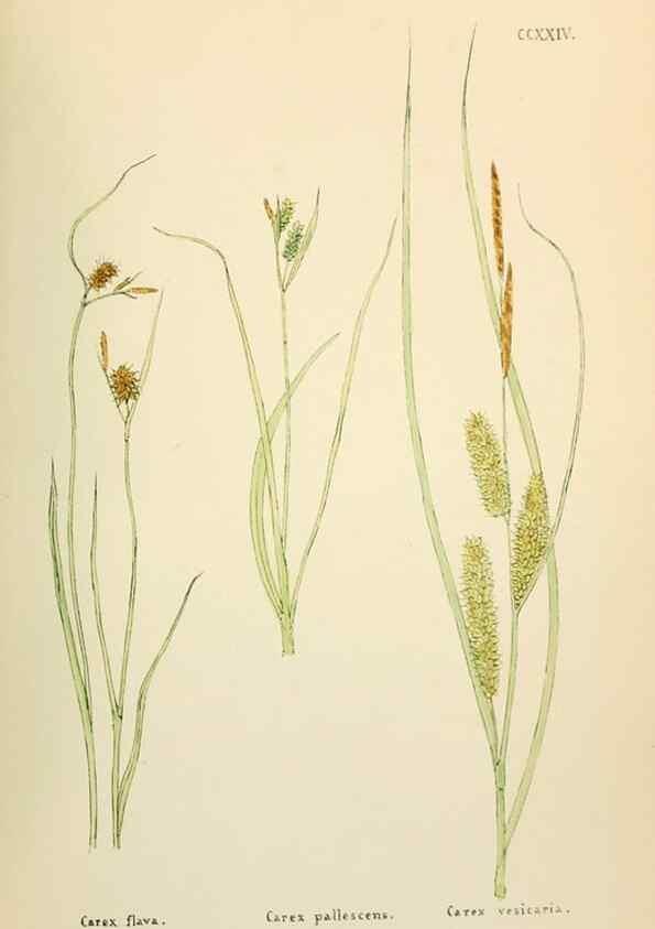 Reproducción/Reproduction 48591900322: Flowers of the Engadine.. Winchester,Printed for the Author by Warren and Son,1891.. 