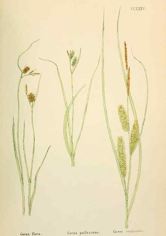 Reproducción/Reproduction 48591900322: Flowers of the Engadine.. Winchester,Printed for the Author by Warren and Son,1891.. 