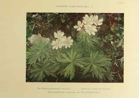 Reproducción/Reproduction 48592214266: Summer flowers of the high Alps /. London :Dent ;1910.. 