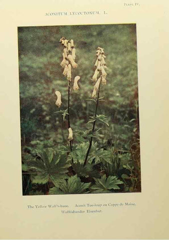 Reproducción/Reproduction 48592355642: Summer flowers of the high Alps /. London :Dent ;1910.. 