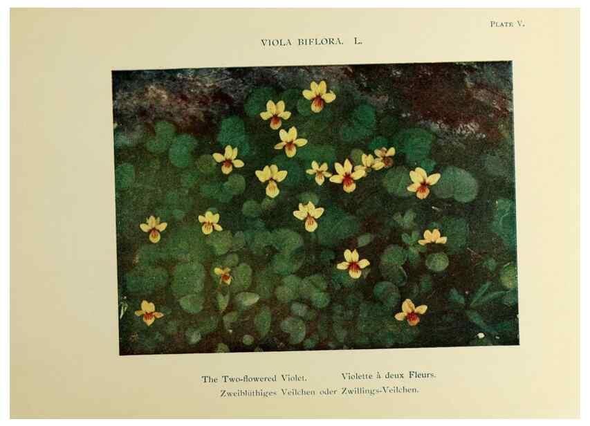 Reproducción/Reproduction 48592216396: Summer flowers of the high Alps /. London :Dent ;1910.. 