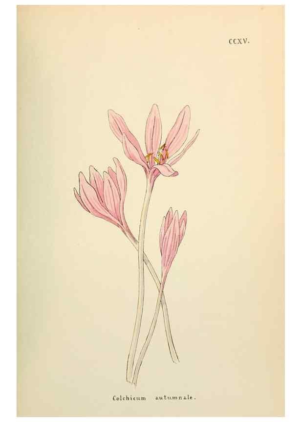 Reproducción/Reproduction 48591751526: Flowers of the Engadine.. Winchester,Printed for the Author by Warren and Son,1891.. 