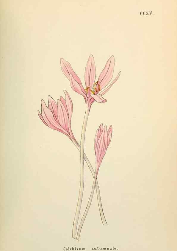 Reproducción/Reproduction 48591751526: Flowers of the Engadine.. Winchester,Printed for the Author by Warren and Son,1891.. 
