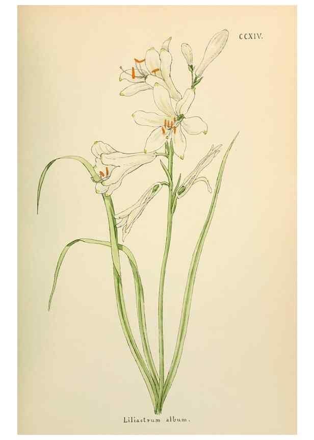 Reproducción/Reproduction 48591896387: Flowers of the Engadine.. Winchester,Printed for the Author by Warren and Son,1891.. 
