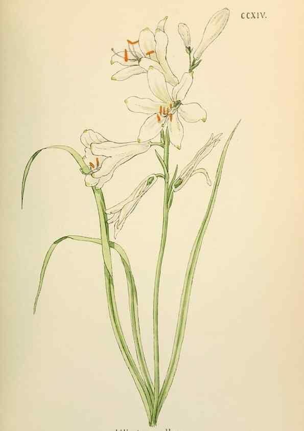 Reproducción/Reproduction 48591896387: Flowers of the Engadine.. Winchester,Printed for the Author by Warren and Son,1891.. 