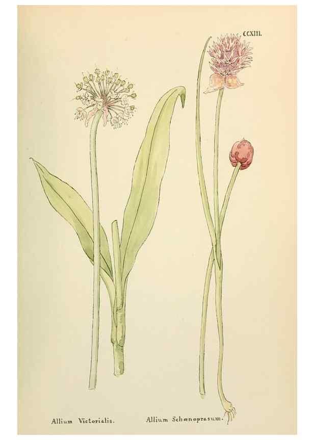 Reproducción/Reproduction 48591750591: Flowers of the Engadine.. Winchester,Printed for the Author by Warren and Son,1891.. 