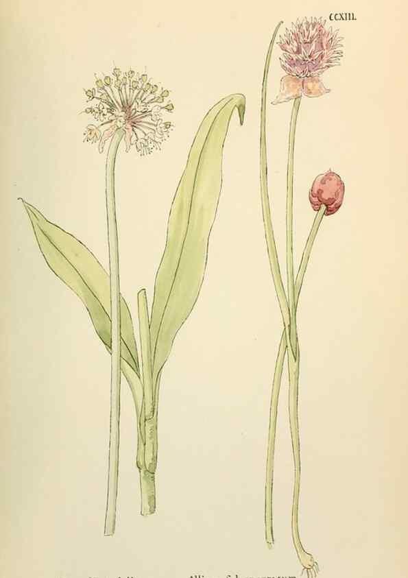 Reproducción/Reproduction 48591750591: Flowers of the Engadine.. Winchester,Printed for the Author by Warren and Son,1891.. 