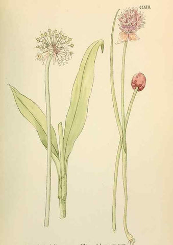 Reproducción/Reproduction 48591750591: Flowers of the Engadine.. Winchester,Printed for the Author by Warren and Son,1891.. 