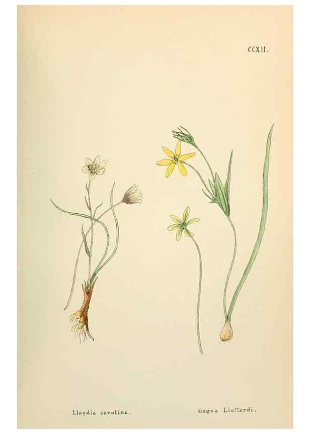 Reproducción/Reproduction 48591750321: Flowers of the Engadine.. Winchester,Printed for the Author by Warren and Son,1891.. 