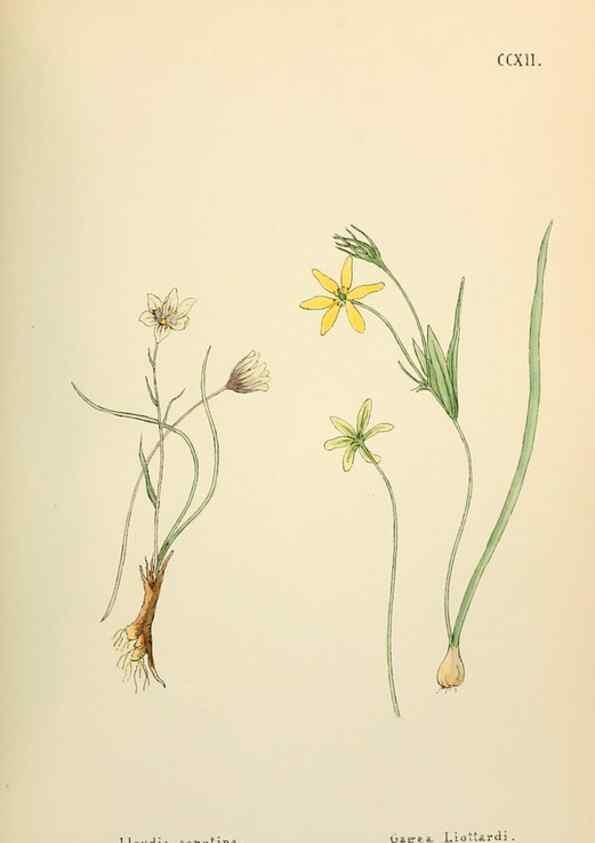 Reproducción/Reproduction 48591750321: Flowers of the Engadine.. Winchester,Printed for the Author by Warren and Son,1891.. 