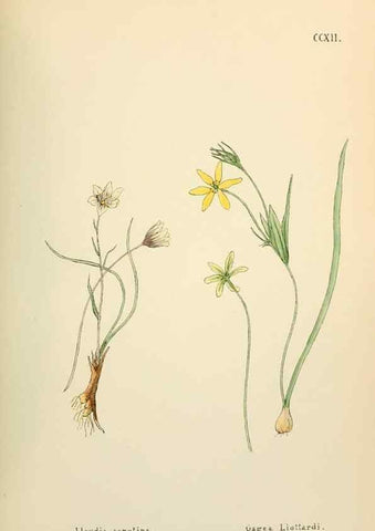 Reproducción/Reproduction 48591750321: Flowers of the Engadine.. Winchester,Printed for the Author by Warren and Son,1891.. 