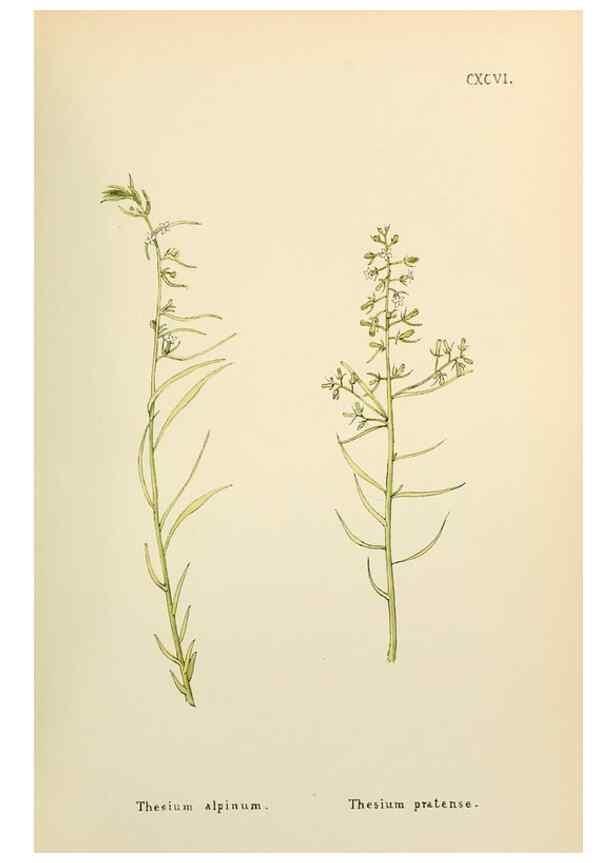 Reproducción/Reproduction 48591888627: Flowers of the Engadine.. Winchester,Printed for the Author by Warren and Son,1891.. 