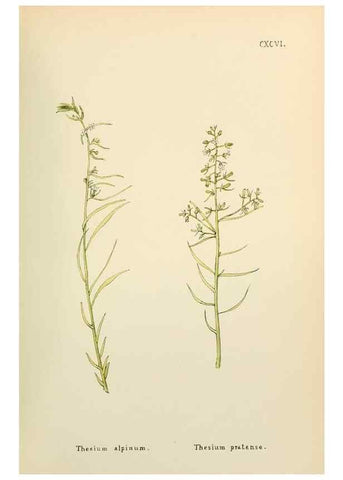Reproducción/Reproduction 48591888627: Flowers of the Engadine.. Winchester,Printed for the Author by Warren and Son,1891.. 